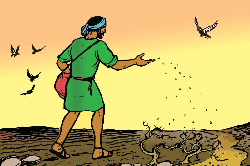 Thứ Sáu tuần XVI Thường niên: “Người gieo giống đi ra gieo giống”