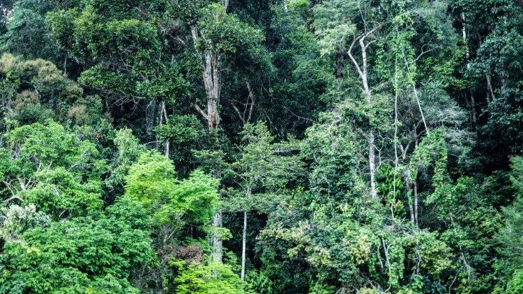 Toà Thánh kêu gọi bảo vệ rừng và những người sống phụ thuộc vào rừng
