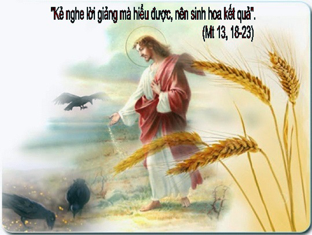 Thứ Sáu Tuần XVI Thường Niên: “Người gieo giống đi ra gieo giống”